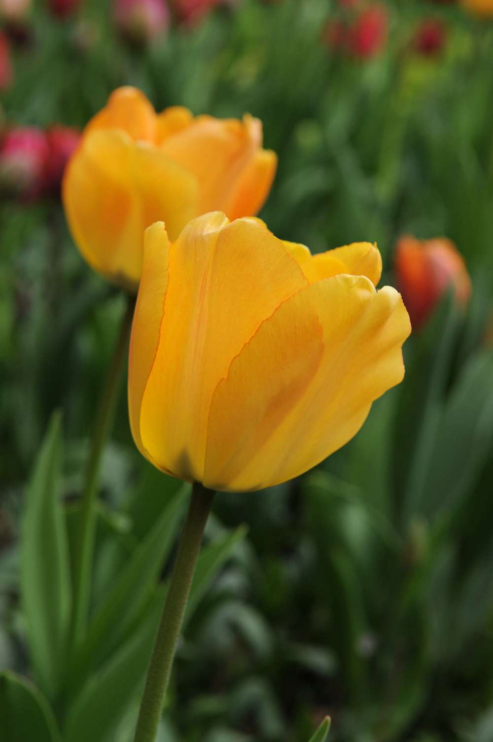 Tulpanen 'Daydream'